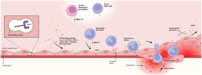 Vascular-adhesion protein 1 in giant cell arteritis and polymyalgia rheumatica